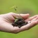 Hand holding a small seedling with soil, symbolizing growth and sustainability.