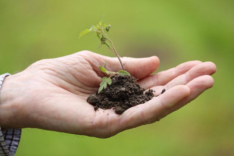 Hand holding a small seedling with soil, symbolizing growth and sustainability.