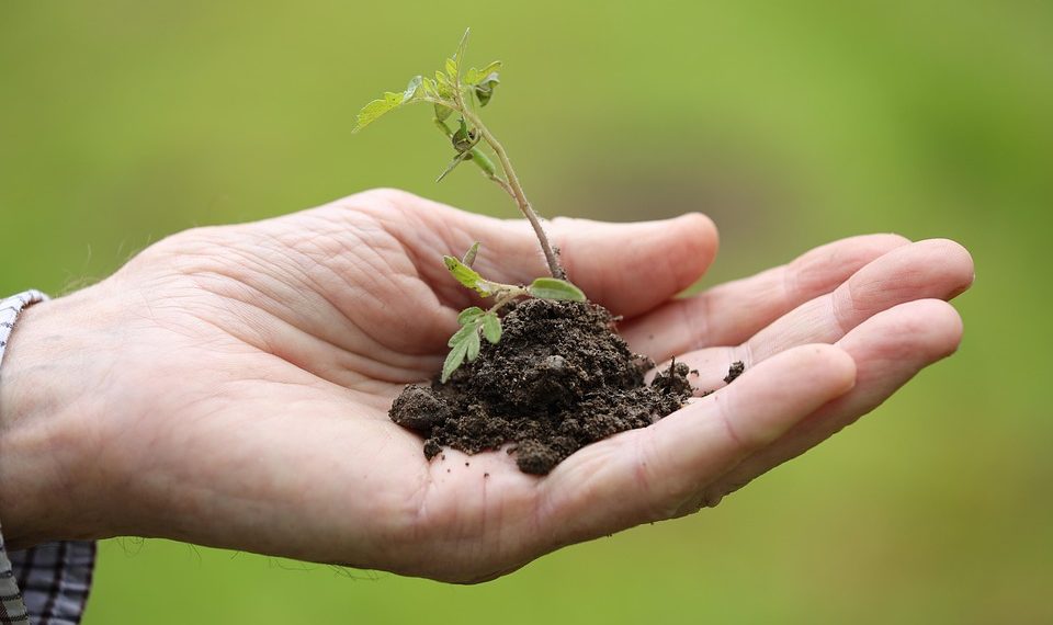 Hand holding a small seedling with soil, symbolizing growth and sustainability.