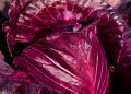 Purple cabbage leaves with rich texture and vivid color.