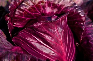 Purple cabbage leaves with rich texture and vivid color.