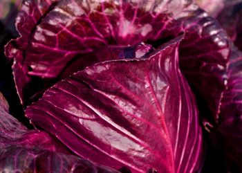 Purple cabbage leaves with rich texture and vivid color.