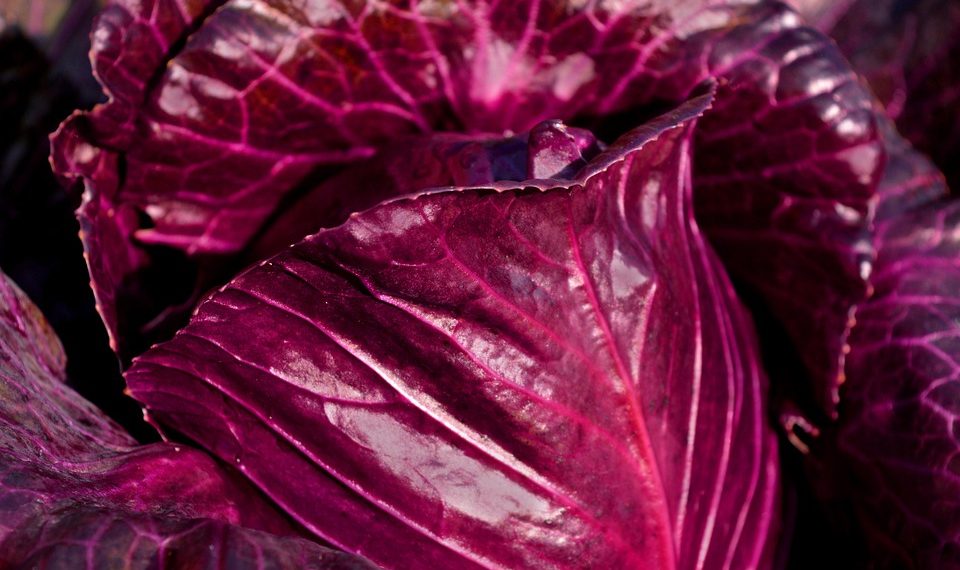 Purple cabbage leaves with rich texture and vivid color.