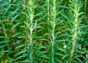 Fresh rosemary plants growing in a garden.