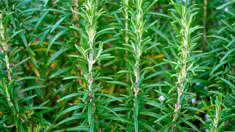 Fresh rosemary plants growing in a garden.
