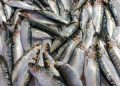 Fresh sardines on ice at a market.