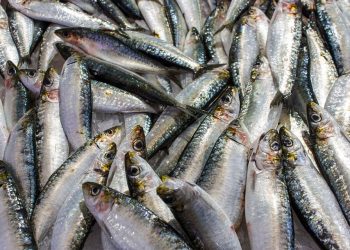 Fresh sardines on ice at a market.