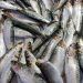 Fresh sardines on ice at a market.