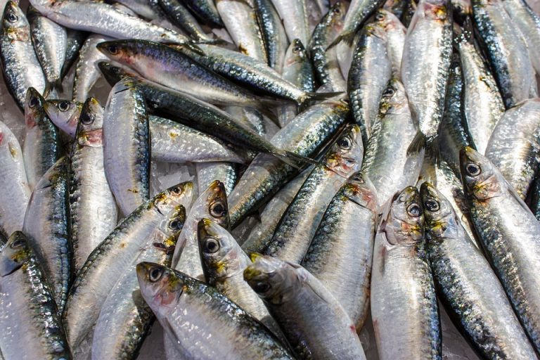 Fresh sardines on ice at a market.