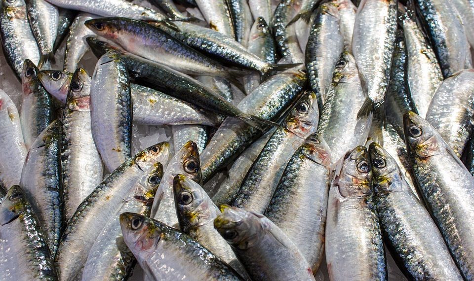 Fresh sardines on ice at a market.