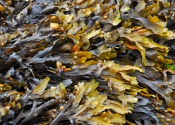 Brown seaweed with air bladders on rocky shore.