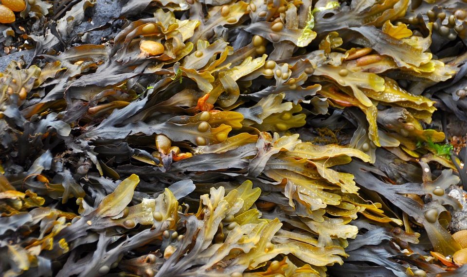 Brown seaweed with air bladders on rocky shore.