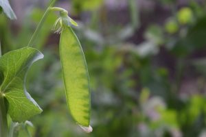 Young green pea pod growing on a plant in a garden.