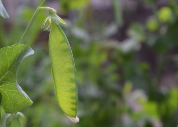 Young green pea pod growing on a plant in a garden.
