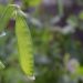 Young green pea pod growing on a plant in a garden.