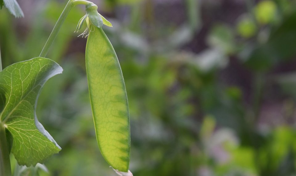 Young green pea pod growing on a plant in a garden.