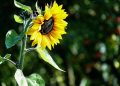 Bright sunflower blooming in sunlight with blurred green background.