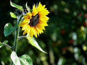 Bright sunflower blooming in sunlight with blurred green background.