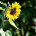 Bright sunflower blooming in sunlight with blurred green background.
