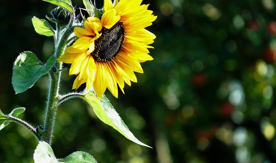Bright sunflower blooming in sunlight with blurred green background.