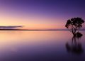 Solitary tree reflecting in serene purple sunset over calm water.