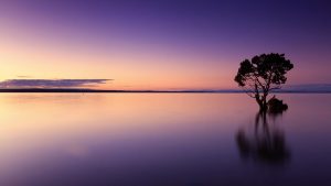 Solitary tree reflecting in serene purple sunset over calm water.