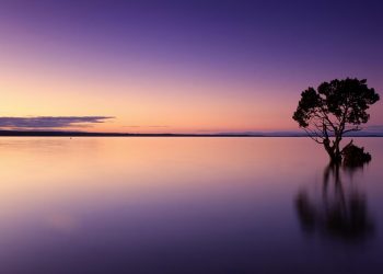 Solitary tree reflecting in serene purple sunset over calm water.