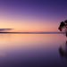 Solitary tree reflecting in serene purple sunset over calm water.