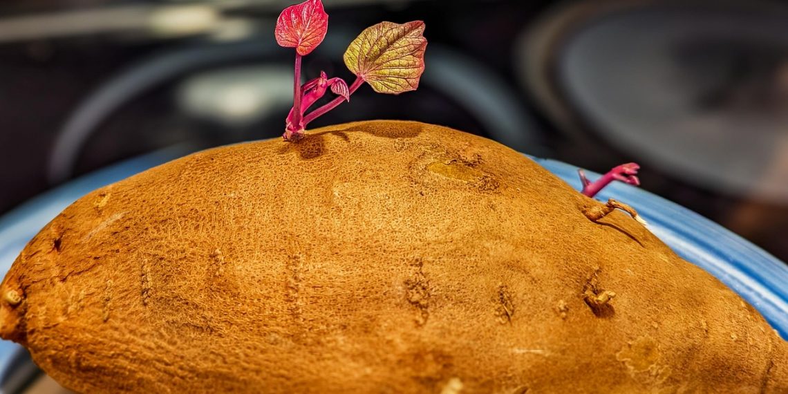 Sprouting sweet potato with vibrant leaves on plate.