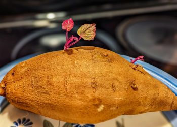 Sprouting sweet potato with vibrant leaves on plate.