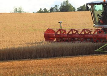 Combine harvester working in a golden wheat field.