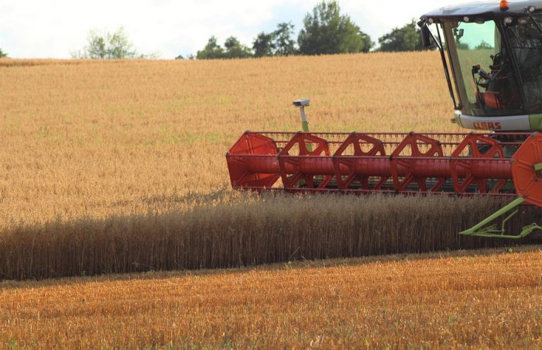 Combine harvester working in a golden wheat field.