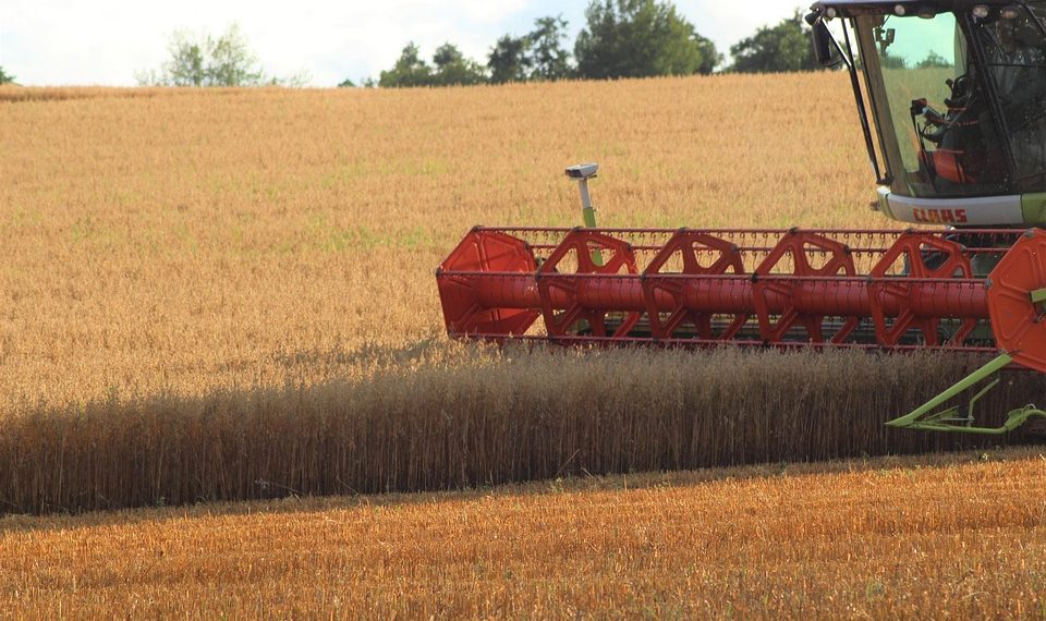 Combine harvester working in a golden wheat field.