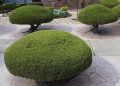 Rounded bush carefully trimmed in a geometric garden landscape.