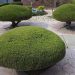 Rounded bush carefully trimmed in a geometric garden landscape.