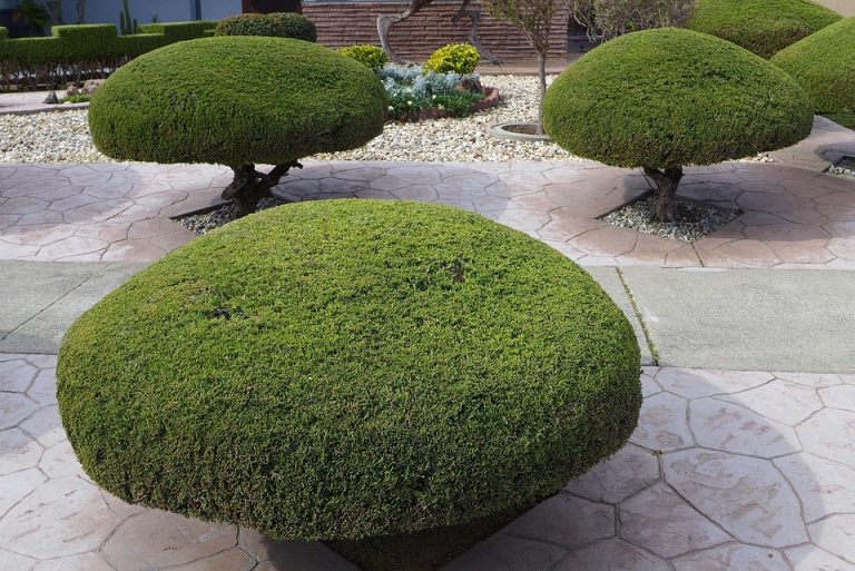 Rounded bush carefully trimmed in a geometric garden landscape.