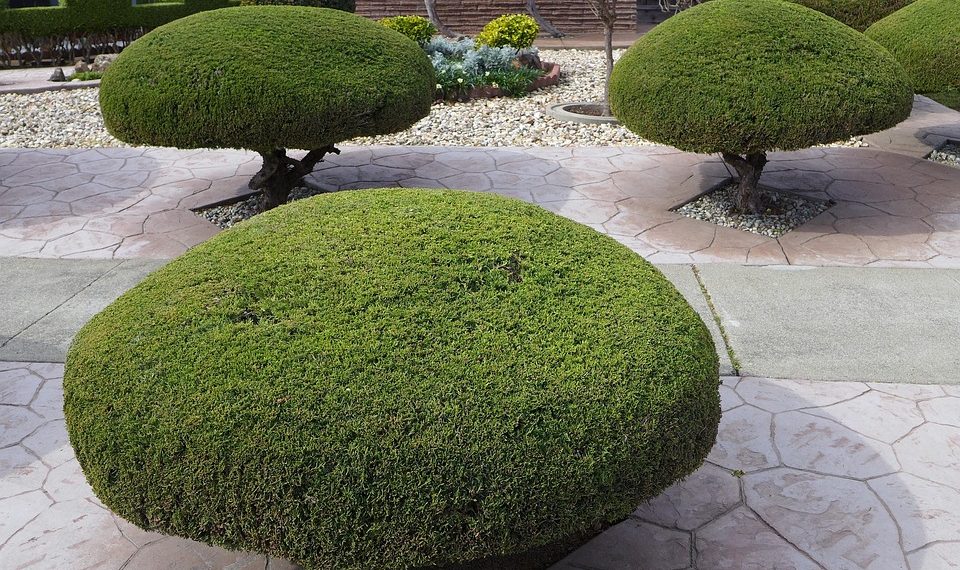 Rounded bush carefully trimmed in a geometric garden landscape.