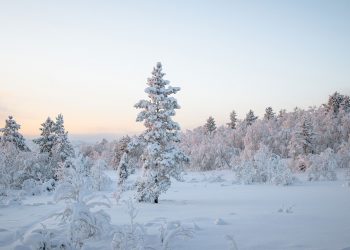 Snow-covered trees in a winter forest landscape at sunrise.