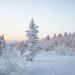 Snow-covered trees in a winter forest landscape at sunrise.