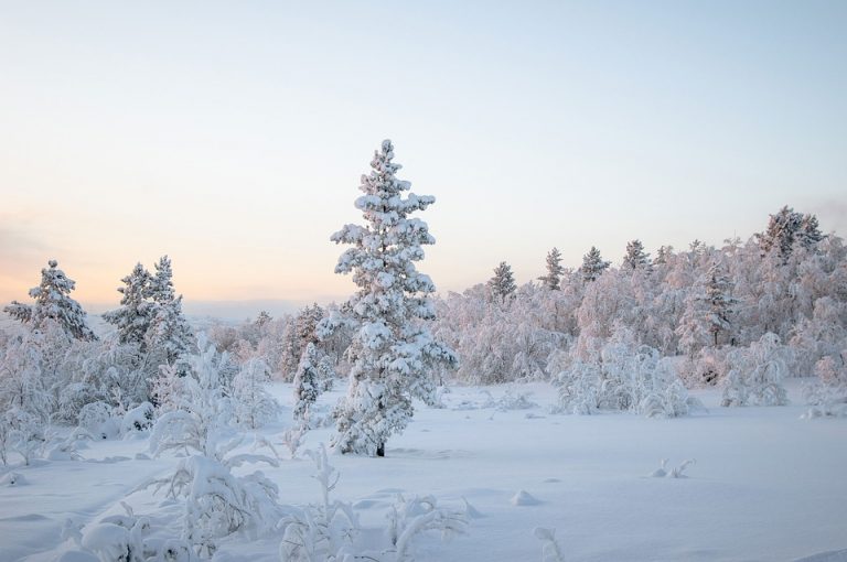Snow-covered trees in a winter forest landscape at sunrise.