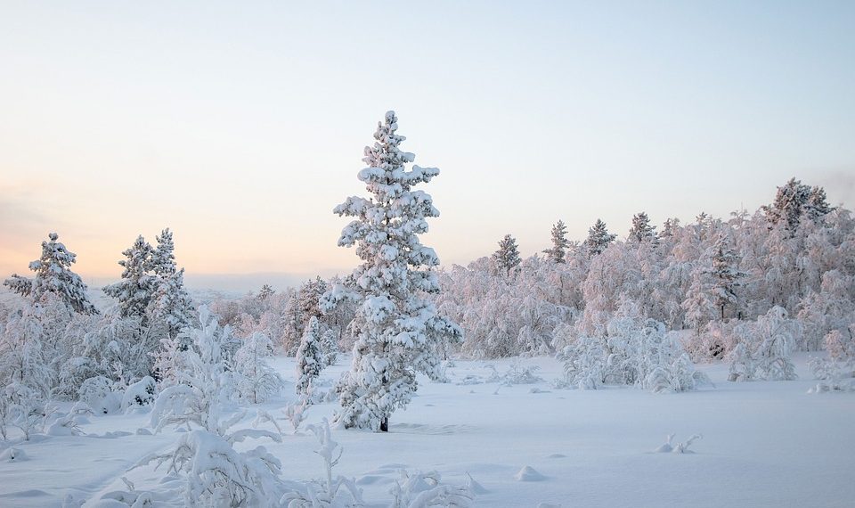 Snow-covered trees in a winter forest landscape at sunrise.