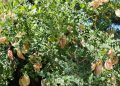 Lush green leaves with drying seed pods on a tree.