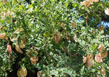 Lush green leaves with drying seed pods on a tree.