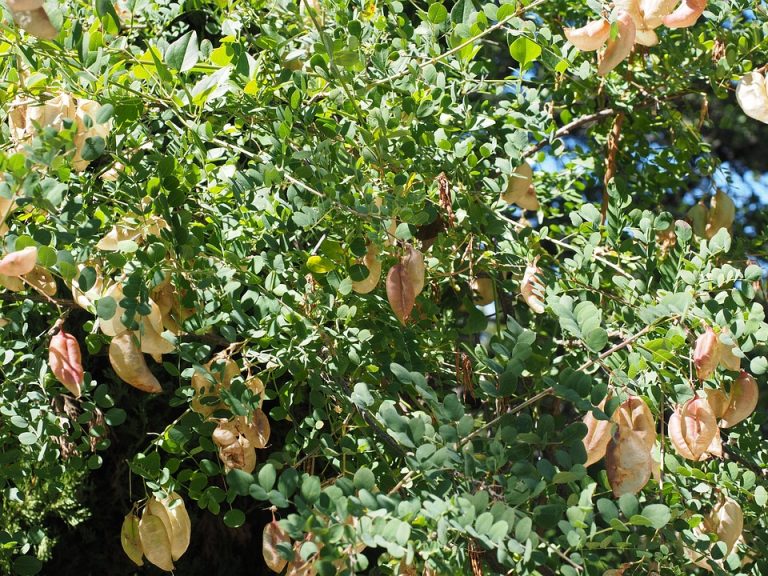 Lush green leaves with drying seed pods on a tree.