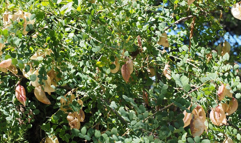 Lush green leaves with drying seed pods on a tree.