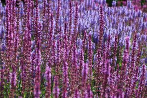 Purple and lavender salvia flowers blooming in a sunny field.
