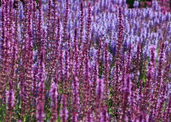 Purple and lavender salvia flowers blooming in a sunny field.
