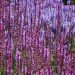 Purple and lavender salvia flowers blooming in a sunny field.