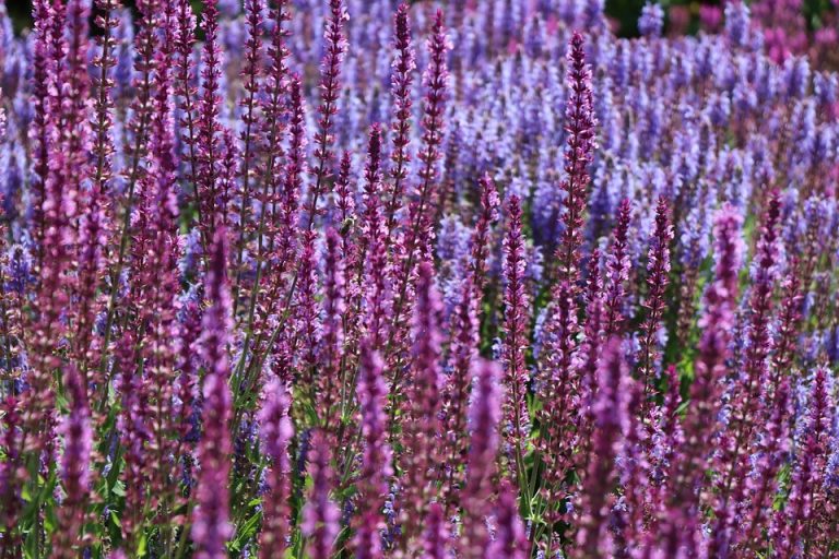 Purple and lavender salvia flowers blooming in a sunny field.