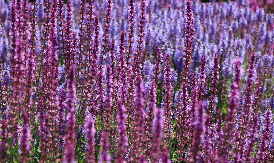 Purple and lavender salvia flowers blooming in a sunny field.